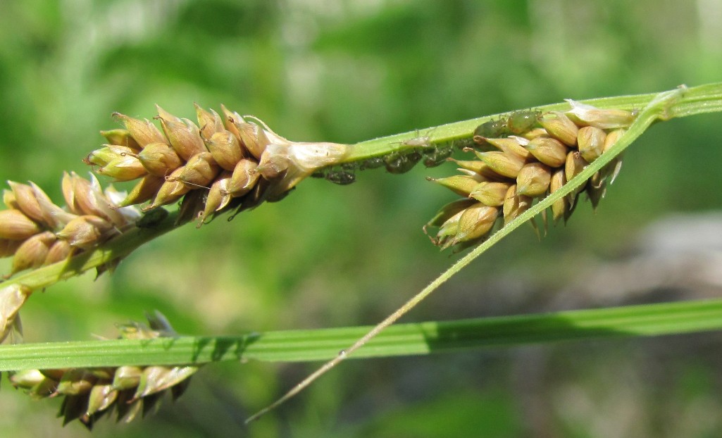 Изображение особи Carex canescens.