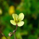 Brassica sisymbrioides