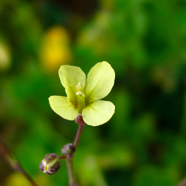 Изображение особи Brassica sisymbrioides.