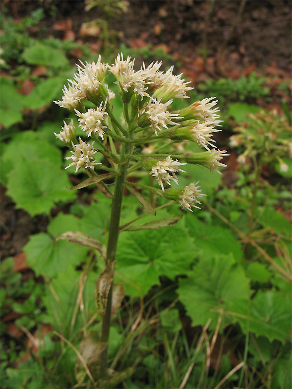 Image of Petasites albus specimen.