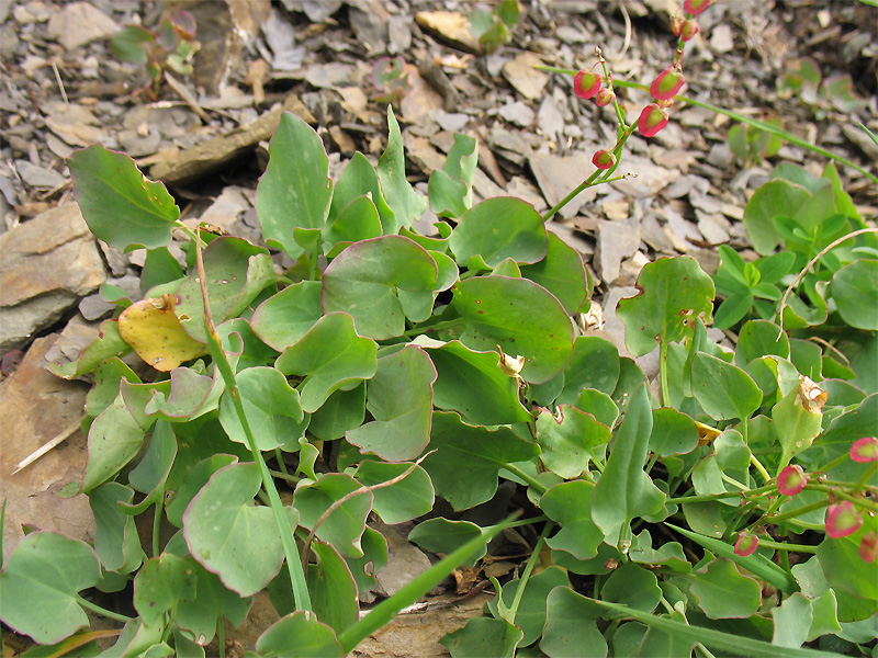 Image of Rumex scutatus specimen.