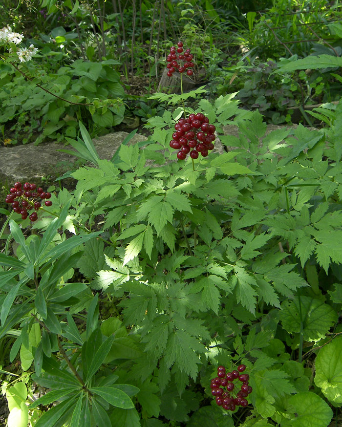 Изображение особи Actaea rubra.