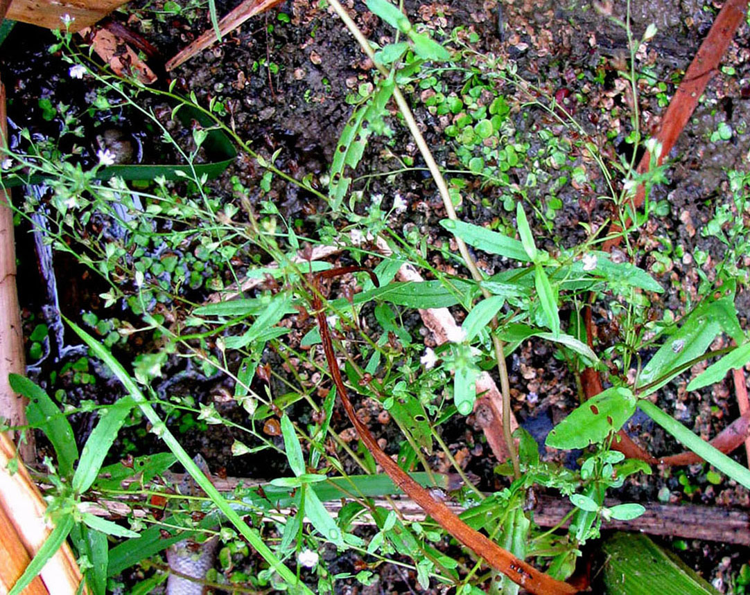 Image of Veronica tenuis specimen.