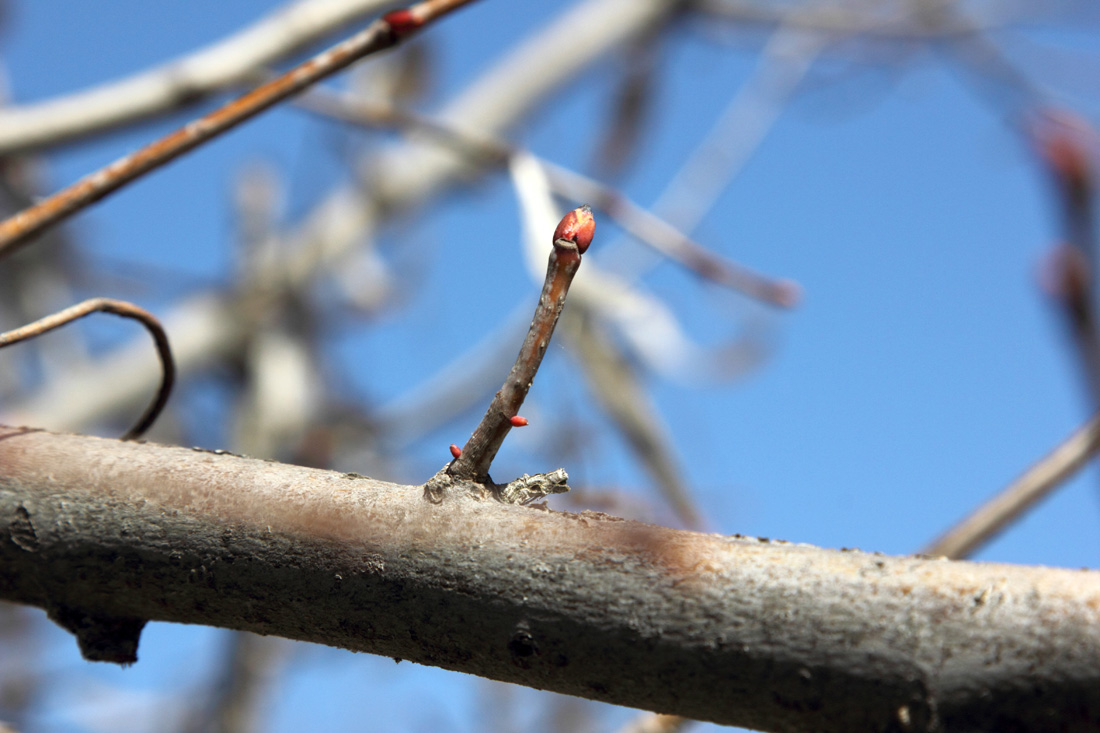 Image of Tilia begoniifolia specimen.