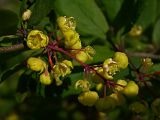 Berberis vulgaris