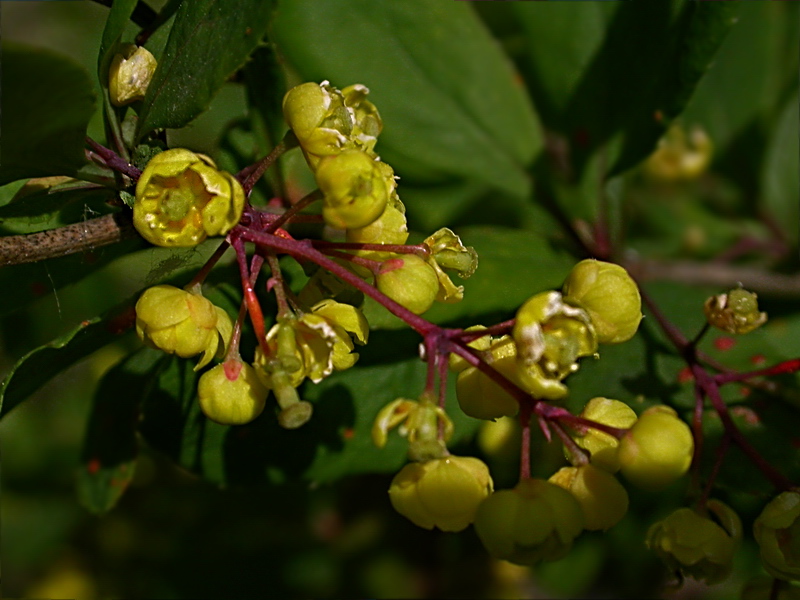 Image of Berberis vulgaris specimen.