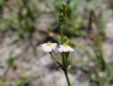 Alisma plantago-aquatica