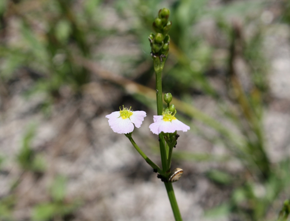 Image of Alisma plantago-aquatica specimen.