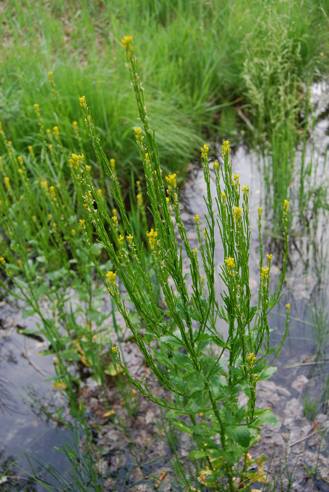 Изображение особи Barbarea stricta.