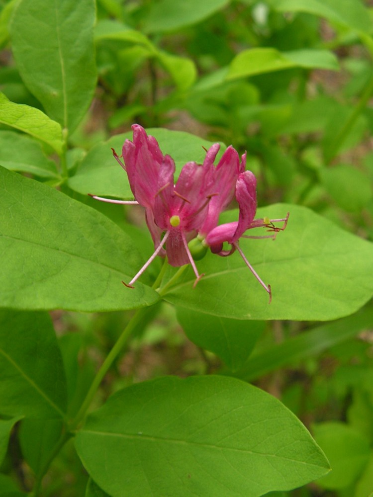 Image of Lonicera chamissoi specimen.