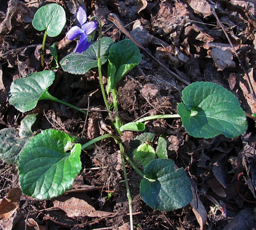 Image of Viola odorata specimen.