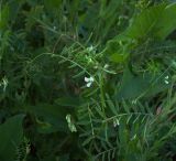 Vicia hirsuta. Верхушка цветущего растения. Курская обл., г. Железногорск. 11 июля 2007 г.