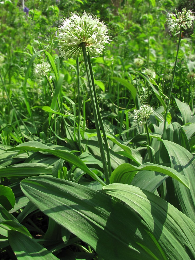 Image of Allium victorialis specimen.