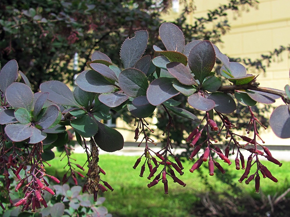 Image of Berberis vulgaris f. atropurpurea specimen.