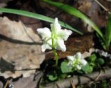 Moneses uniflora. Цветок (вид со стороны чашечки). Ленинградская обл., окр. пос. Комарово. 13 июня 2012 г.