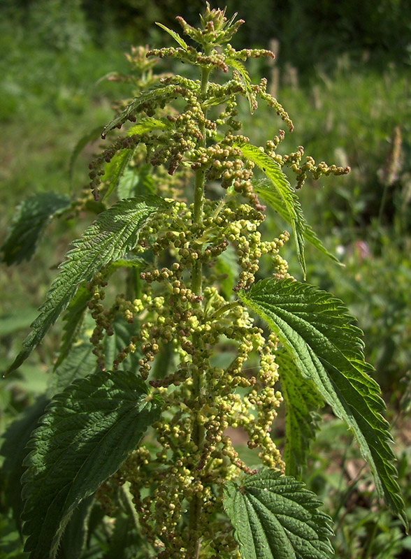 Изображение особи Urtica dioica.