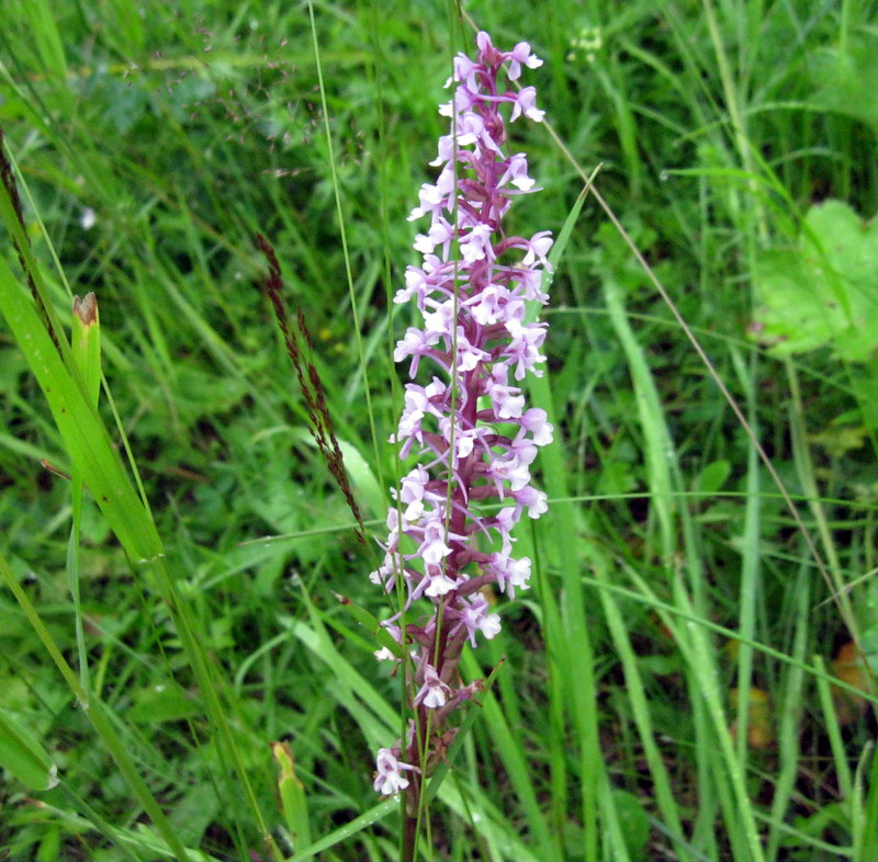 Image of Gymnadenia conopsea specimen.