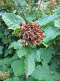 Physocarpus opulifolius. Соплодие. Ярославская обл., Некоузский р-н, пос. Борок. 25.07.2012.