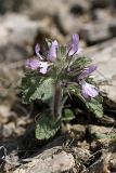 Phlomoides boraldaica