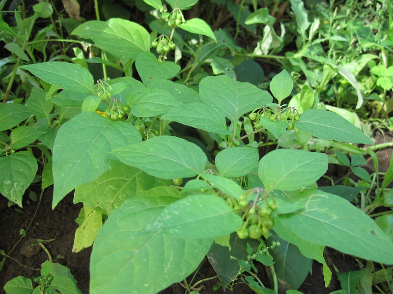 Изображение особи Solanum nigrum.