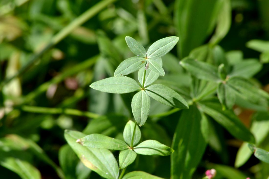 Изображение особи Galium physocarpum.