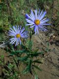 Aster maackii