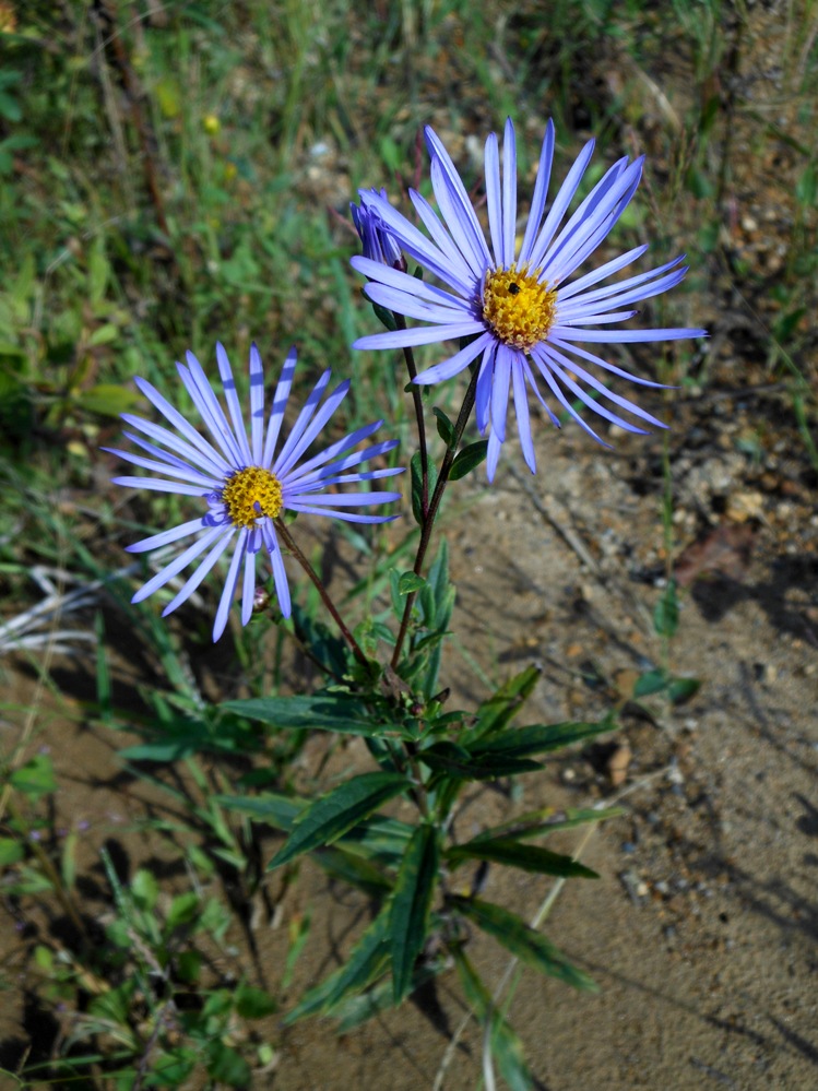 Изображение особи Aster maackii.