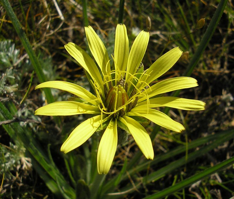 Image of Scorzonera mollis specimen.