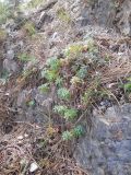 Euphorbia erythrodon. Растение на скалах. Крым, окр. г. Ялта, хр. Иограф. 8 сентября 2012 г.