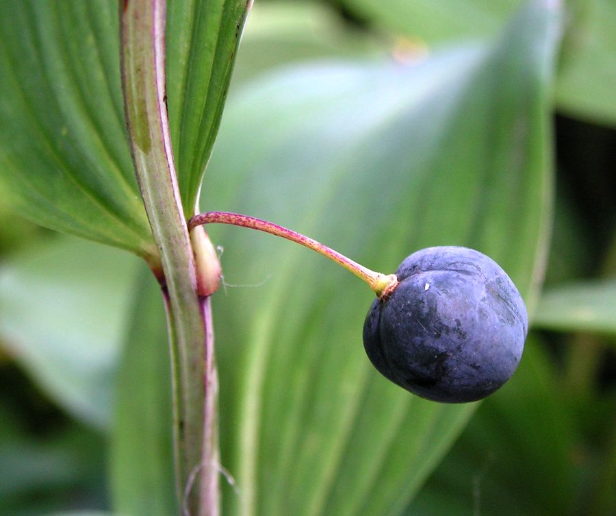 Изображение особи Polygonatum odoratum.