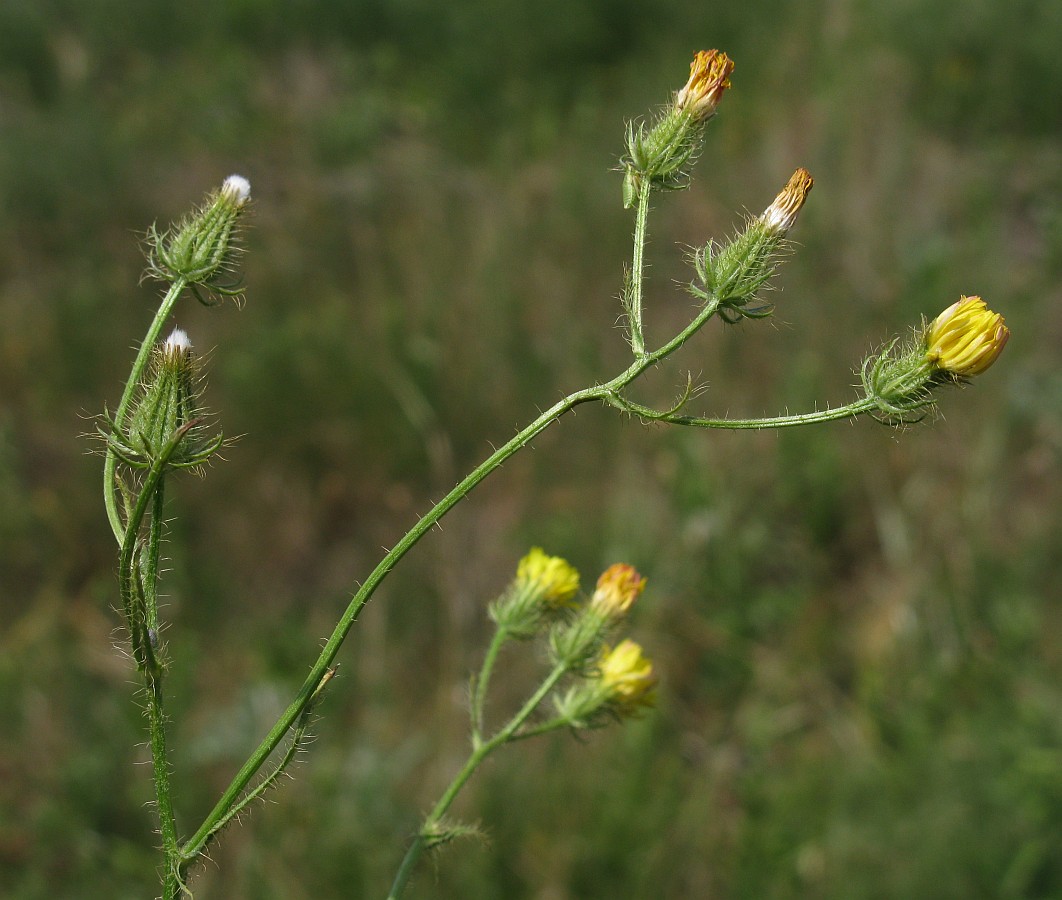 Изображение особи Crepis setosa.