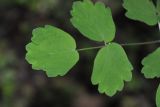 Thalictrum aquilegiifolium