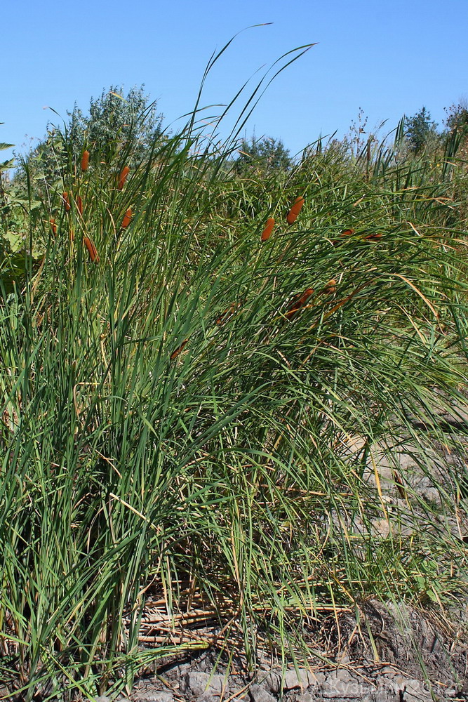 Изображение особи Typha elatior.