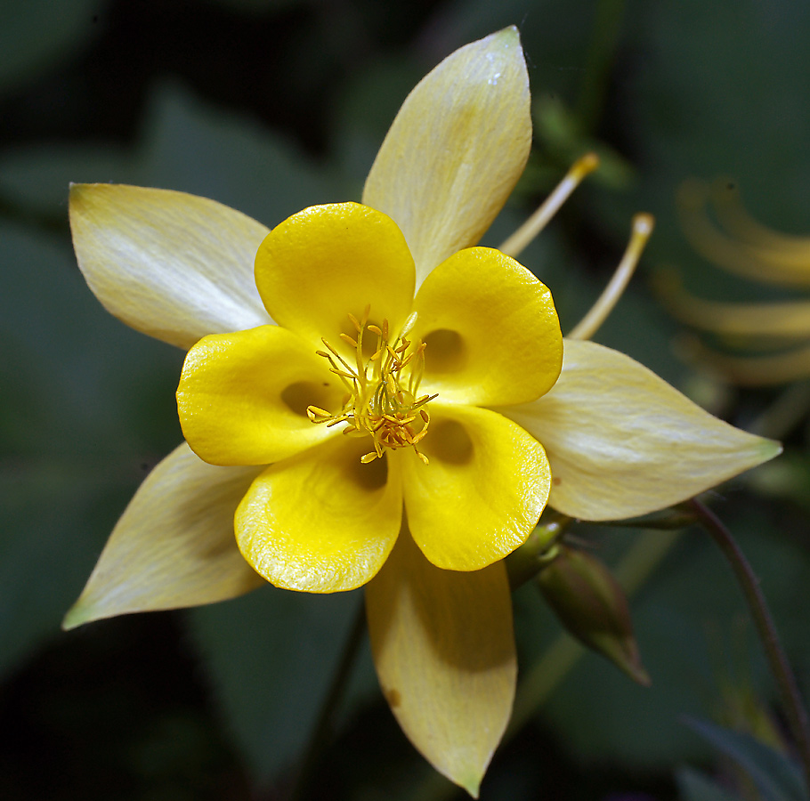 Image of genus Aquilegia specimen.