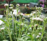 Stevia rebaudiana