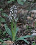 Anacamptis israelitica. Цветущее растение. Israel, Upper Galilee, Har Shezor. 04.03.2011.