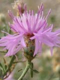 Centaurea &times; comperiana