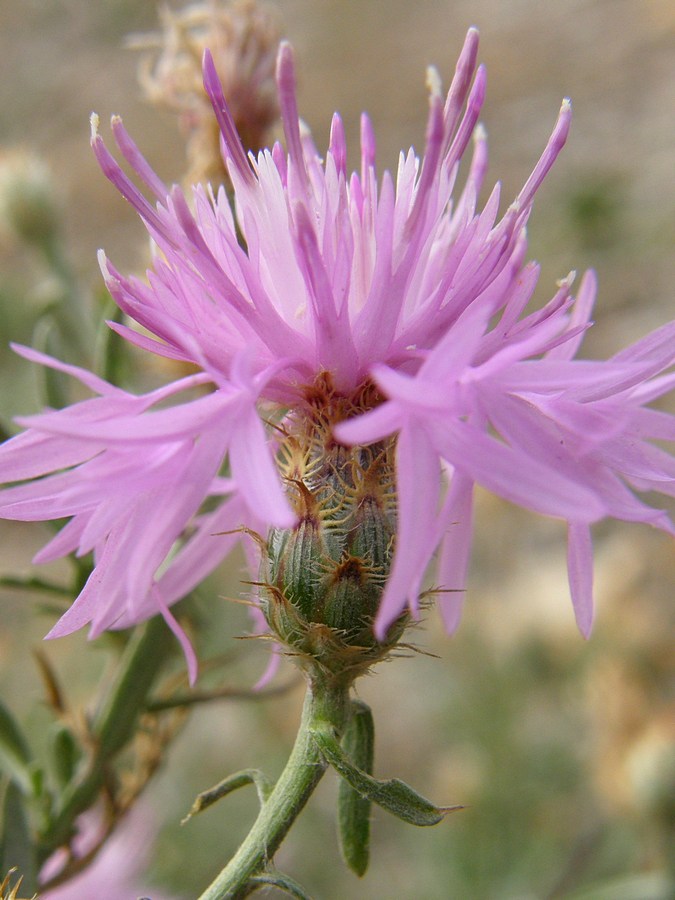 Изображение особи Centaurea &times; comperiana.