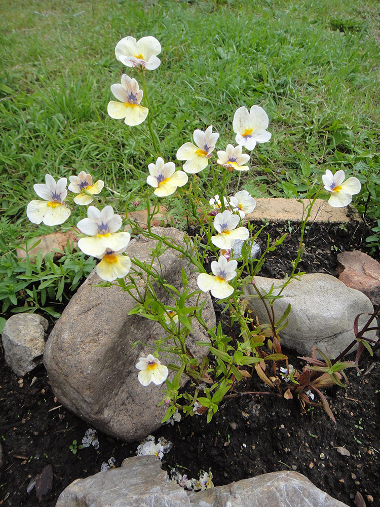 Image of genus Nemesia specimen.