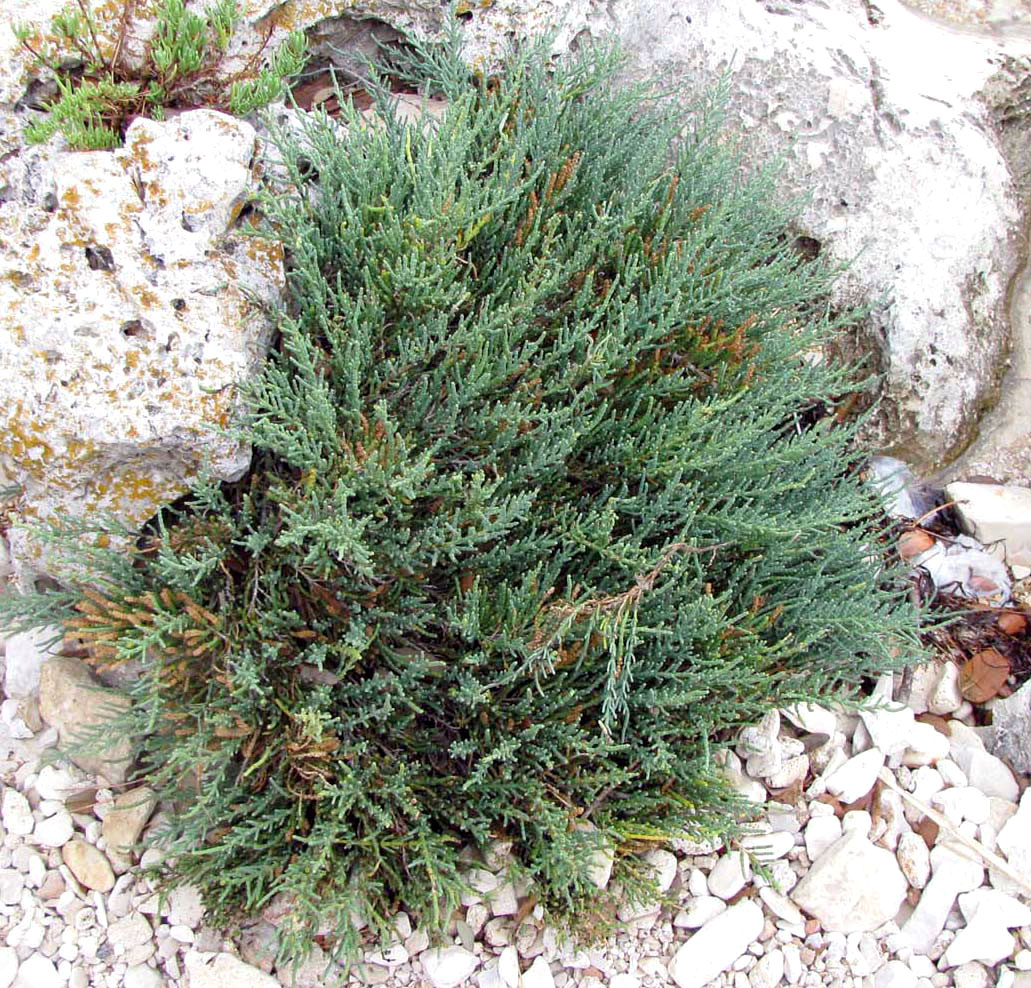 Image of Arthrocnemum macrostachyum specimen.