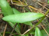 Hylotelephium triphyllum. Лист. Украина, г. Запорожье, возле Гребного канала. 06.10.2012.