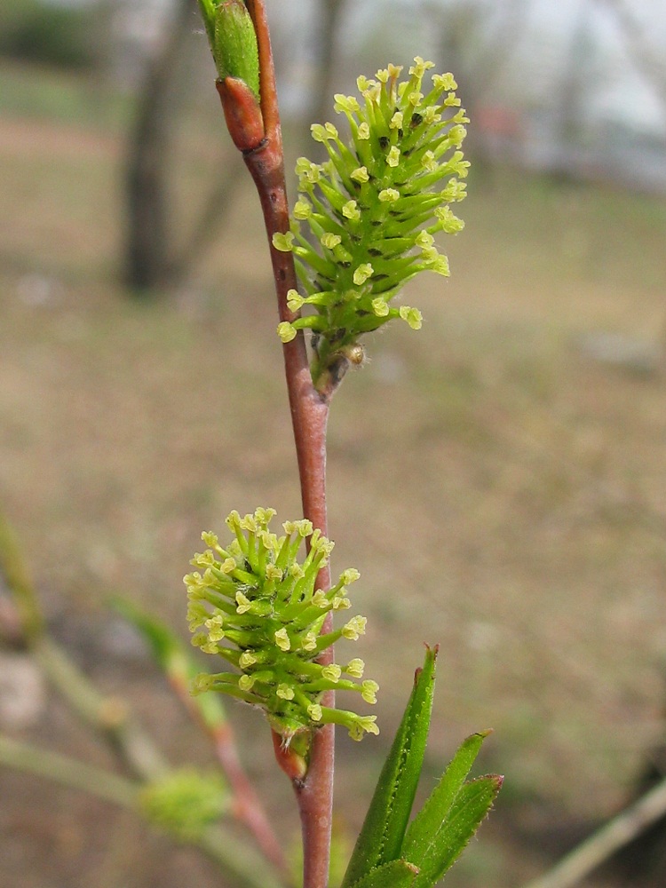 Изображение особи Salix acutifolia.