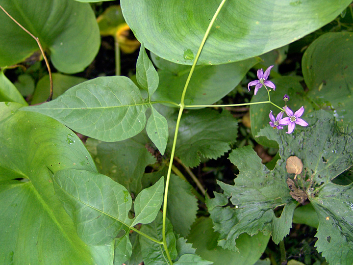 Изображение особи Solanum dulcamara.