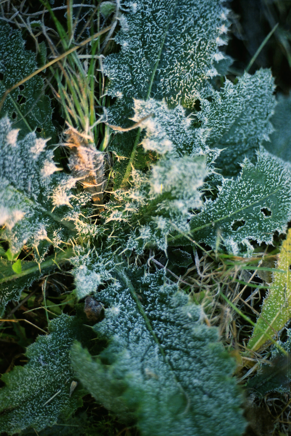 Image of Cirsium vulgare specimen.