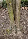 Cercidiphyllum japonicum. Нижняя часть многоствольного дерева. Германия, г. Кемпен, в парке. 28.03.2013.