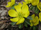 Eranthis hyemalis