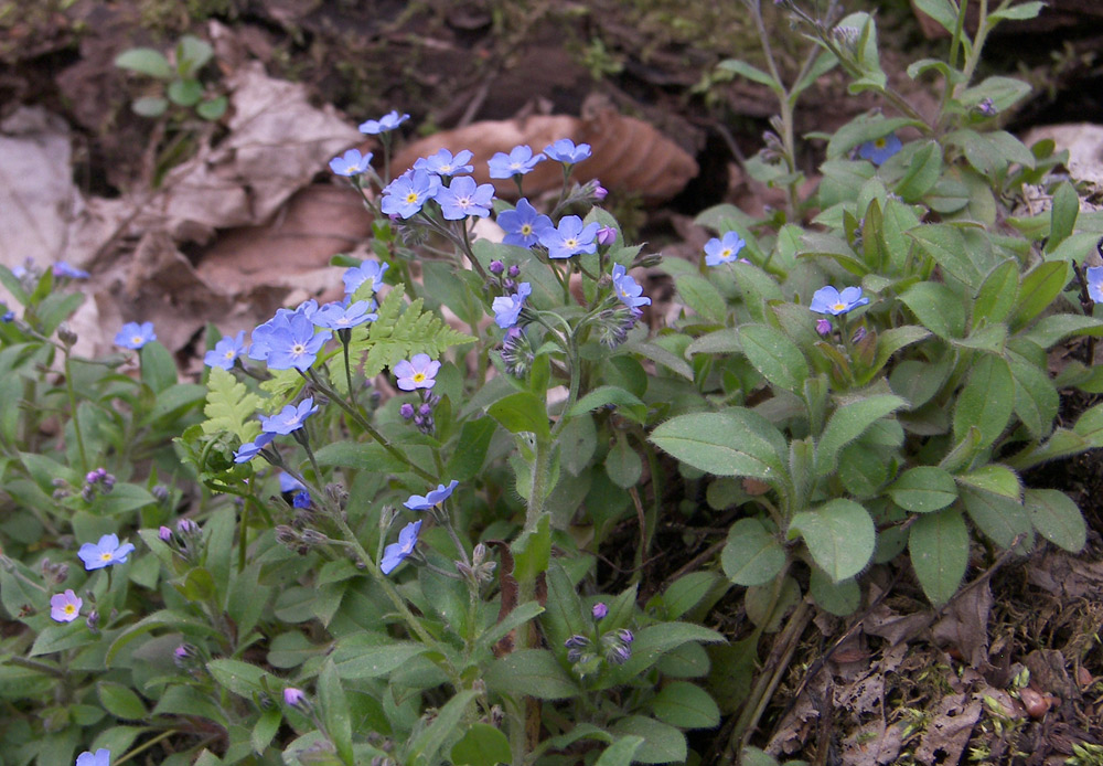 Image of Myosotis amoena specimen.