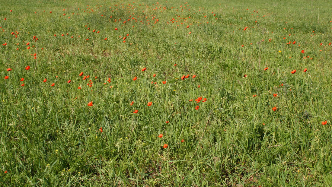 Image of Papaver stevenianum specimen.