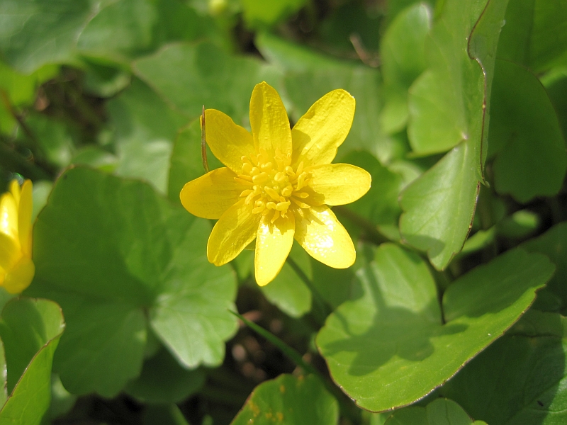 Image of Ficaria verna specimen.