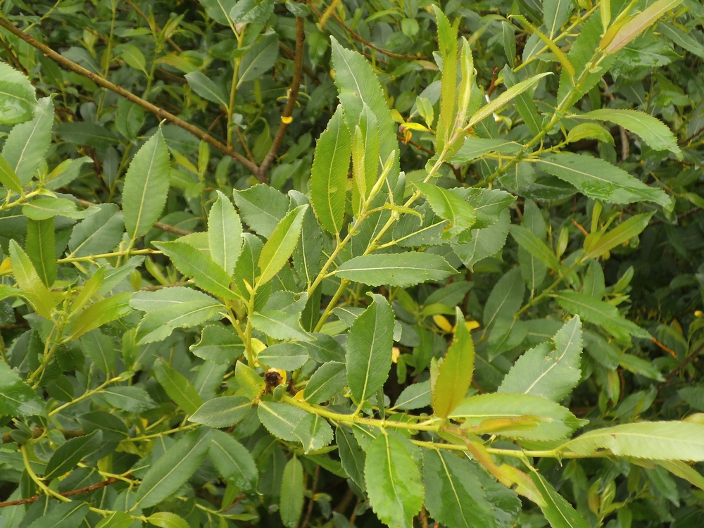 Изображение особи Salix hexandra.